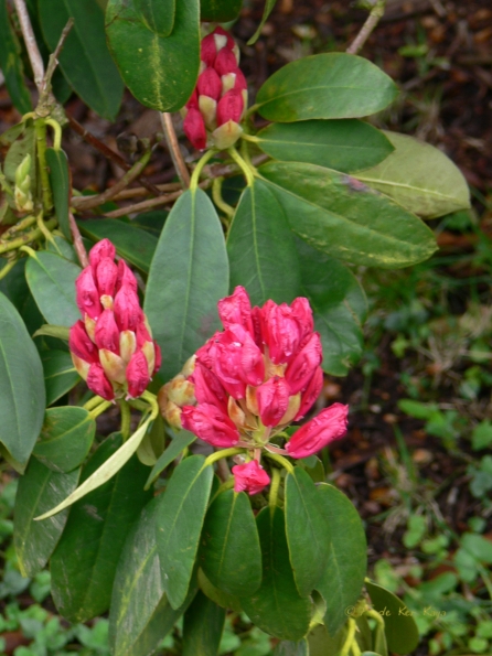 Bois des Moutiers (10) Mai 2012